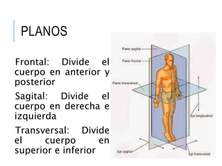 PLANOS
Frontal: Divide el
cuerpo en anterior y
posterior
Sagital: Divide el
cuerpo en derecha e
izquierda
Transversal: Divide
el cuerpo en
superior e inferior
 