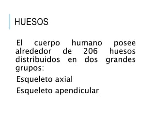 HUESOS
El cuerpo humano posee
alrededor de 206 huesos
distribuidos en dos grandes
grupos:
Esqueleto axial
Esqueleto apendicular
 