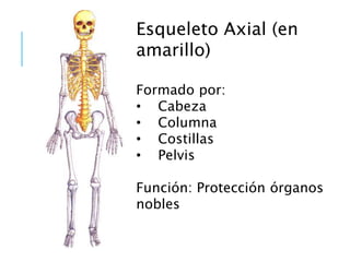 Esqueleto Axial (en
amarillo)
Formado por:
• Cabeza
• Columna
• Costillas
• Pelvis
Función: Protección órganos
nobles
 