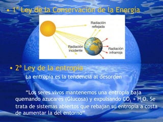 1ª Ley de la Conservación de la Energía 2ª Ley de la entropía La entropía es la tendencia al desorden “ Los seres vivos mantenemos una entropía baja quemando azucares (Glucosa) y expulsando CO 2  + H 2 O. Se trata de sistemas abiertos que rebajan su entropía a costa de aumentar la del entorno” 