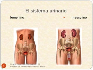 El sistema urinario       masculino femenino 1 25 A 30 CMS. LA PORCIÓN SUP, SE ENSANCHA Y ORIGINA LA PELVIS RENAL 