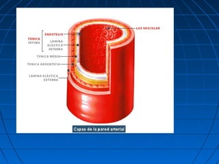 El sistema vascular y linfatico
