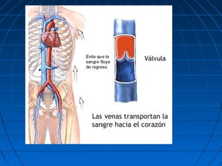 El sistema vascular y linfatico