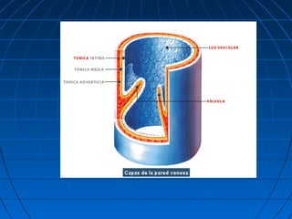 El sistema vascular y linfatico