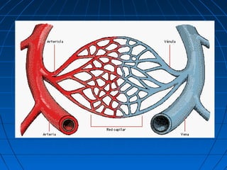 El sistema vascular y linfatico