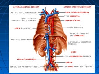 El sistema vascular y linfatico