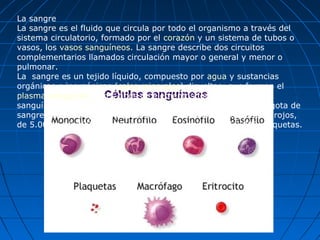 La sangre
La sangre es el fluido que circula por todo el organismo a través del
sistema circulatorio, formado por el corazón y un sistema de tubos o
vasos, los vasos sanguíneos. La sangre describe dos circuitos
complementarios llamados circulación mayor o general y menor o
pulmonar.
La sangre es un tejido líquido, compuesto por agua y sustancias
orgánicas e inorgánicas (sales minerales) disueltas, que forman el
plasma sanguíneo y tres tipos de elementos formes o células
sanguíneas: glóbulos rojos, glóbulos blancos y plaquetas. Una gota de
sangre contiene aproximadamente unos 5 millones de glóbulos rojos,
de 5.000 a 10.000 glóbulos blancos y alrededor de 250.000 plaquetas.
 