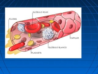 El sistema vascular y linfatico