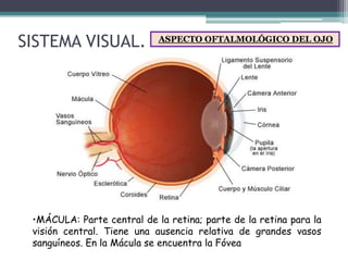 El sistema visual | PPTX