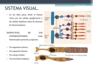 El sistema visual | PPTX