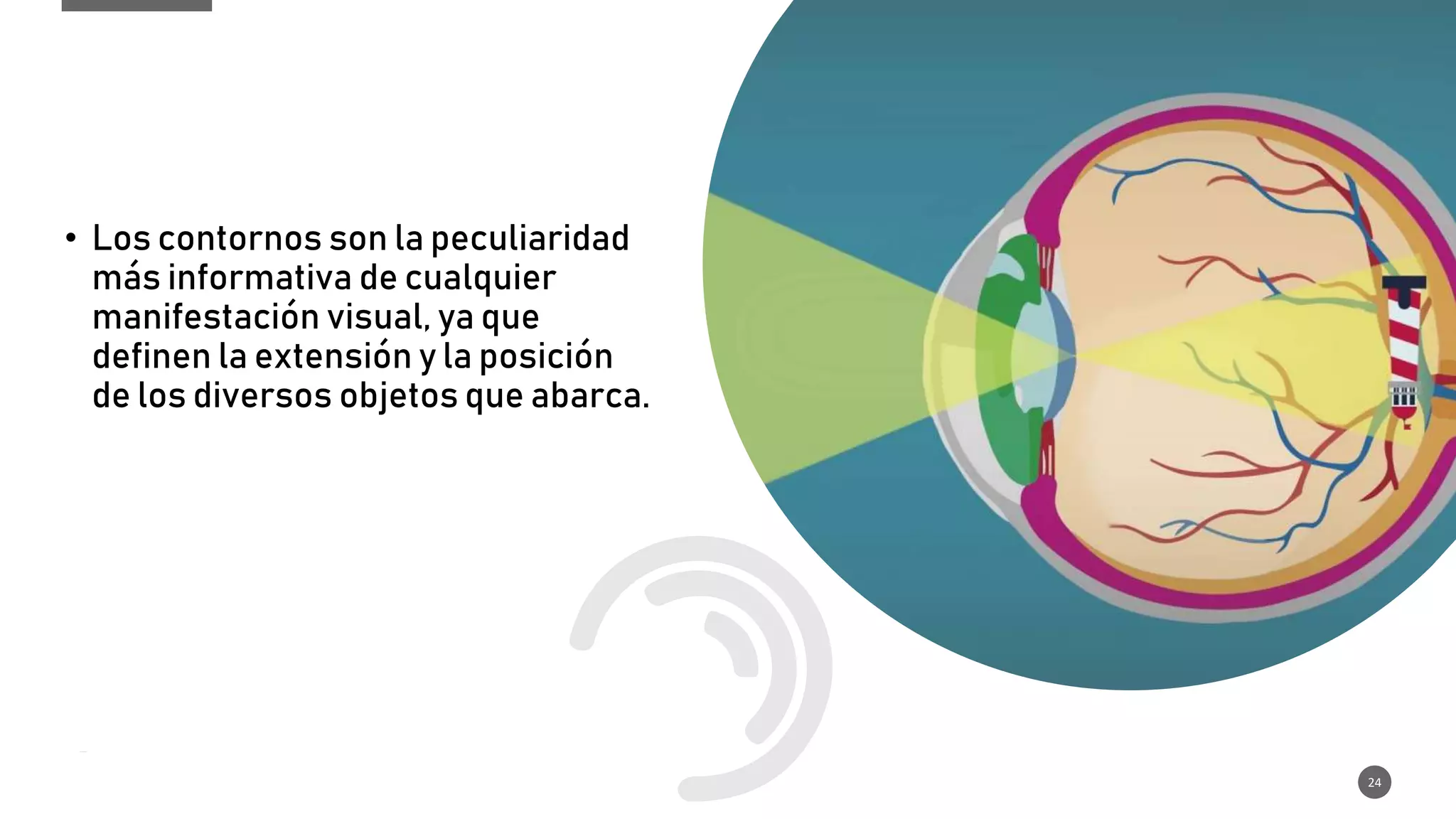 El Sistema Visual Pptx