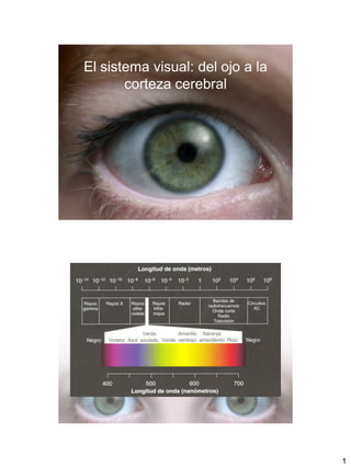 1
El sistema visual: del ojo a la
corteza cerebral
 