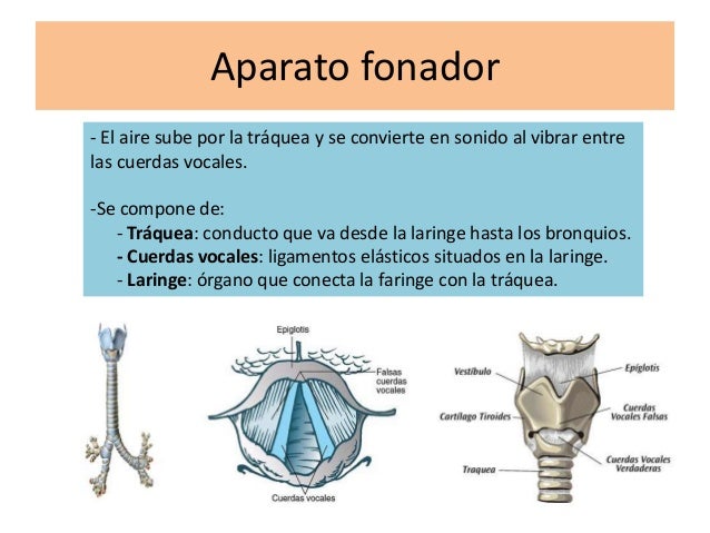 El sistema vocal