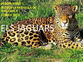 ELS JAGUARS
SEGON. GRUP 1
ESCOLA LA FARIGOLA DE
VALLCARCA
FEBRER 2015
 