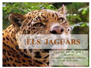 ELS JAGUARS
CLASSE DE 2n grup 2
Recerca
Escola La Farigola de Vallcarca
Gener 2014 – 2015
 