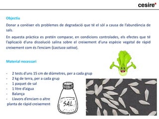 Objectiu
Donar a conèixer els problemes de degradació que té el sòl a causa de l’abundància de
sals.
En aquesta pràctica es pretén comparar, en condicions controlades, els efectes que té
l’aplicació d’una dissolució salina sobre el creixement d’una espècie vegetal de ràpid
creixement com és l’enciam (Lactuca sativa).
Material necessari
- 2 tests d’uns 15 cm de diàmetres, per a cada grup
- 2 kg de terra, per a cada grup
- 1 paquet de sal
- 1 litre d’aigua
- Balança
- Llavors d’enciam o altre
planta de ràpid creixement
 