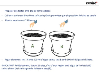 - Preparar dos testos amb 1kg de terra cadascú
- Col·locar cada test dins d’una safata de plàstic per evitar que els possibles lixiviats es perdin
- Plantar exactament 25 llavors
A B
- Regar els testos: test A amb 500 ml d’aigua salina; test B amb 500 ml d’aigua de l’aixeta.
IMPORTANT: Periòdicament, durant 15 dies, s’ha d’anar regant amb aigua de la dissolució
salina el test (A) i amb aigua de l’aixeta el test (B).
 