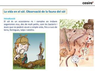 La vida en el sòl. Observació de la fauna del sòl
Introducció
El sòl és un ecosistema ric i complex on trobem
organismes vius, des de molt petits, com les bacteris i
àcars que no podem veure a simple vista, fins a cucs de
terra, formigues, talps i ratolins.
 