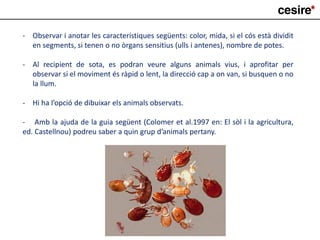 - Observar i anotar les característiques següents: color, mida, si el cós està dividit
en segments, si tenen o no òrgans sensitius (ulls i antenes), nombre de potes.
- Al recipient de sota, es podran veure alguns animals vius, i aprofitar per
observar si el moviment és ràpid o lent, la direcció cap a on van, si busquen o no
la llum.
- Hi ha l’opció de dibuixar els animals observats.
- Amb la ajuda de la guia següent (Colomer et al.1997 en: El sòl i la agricultura,
ed. Castellnou) podreu saber a quin grup d’animals pertany.
 