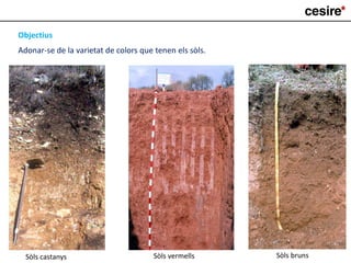 Sòls brunsSòls vermellsSòls castanys
Objectius
Adonar-se de la varietat de colors que tenen els sòls.
 