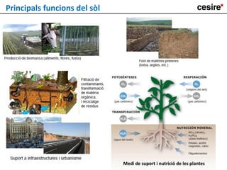 Principals funcions del sòl
Medi de suport i nutrició de les plantes
 