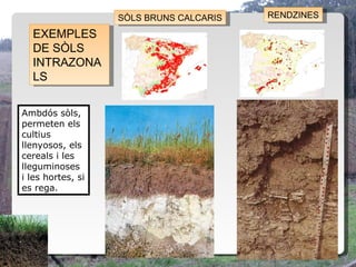 SÒLS BRUNS CALCARIS
                    SÒLS BRUNS CALCARIS   RENDZINES
                                           RENDZINES

  EXEMPLES
   EXEMPLES
  DE SÒLS
   DE SÒLS
  INTRAZONA
   INTRAZONA
  LS
   LS

Ambdós sòls,
permeten els
cultius
llenyosos, els
cereals i les
lleguminoses
i les hortes, si
es rega.
 