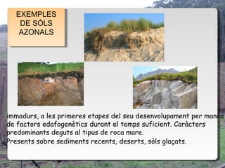 EXEMPLES
   EXEMPLES
   DE SÒLS
    DE SÒLS
   AZONALS
    AZONALS




immadurs, a les primeres etapes del seu desenvolupament per manca
de factors edafogenètics durant el temps suficient. Caràcters
predominants deguts al tipus de roca mare.
Presents sobre sediments recents, deserts, sòls glaçats.
 