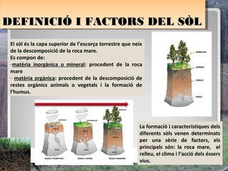 DEFINICIÓ I FACTORS DEL SÒL
DEFINICIÓ I FACTORS DEL SÒL
 El sòl és la capa superior de l’escorça terrestre que neix
 de la descomposició de la roca mare.
 Es compon de:
 -matèria inorgànica o mineral: procedent de la roca
 mare
 - matèria orgànica: procedent de la descomposició de
 restes orgànics animals o vegetals i la formació de
 l’humus.




                                                         La formació i característiques dels
                                                         diferents sòls venen determinats
                                                         per una sèrie de factors, els
                                                         principals són: la roca mare, el
                                                         relleu, el clima i l’acció dels éssers
                                                         vius.
 