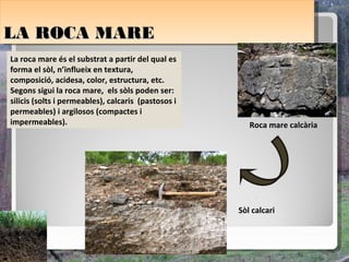 LA ROCA MARE
LA ROCA MARE
La roca mare és el substrat a partir del qual es
forma el sòl, n’influeix en textura,
composició, acidesa, color, estructura, etc.
Segons sigui la roca mare, els sòls poden ser:
silicis (solts i permeables), calcaris (pastosos i
permeables) i argilosos (compactes i
impermeables).                                          Roca mare calcària




                                                     Sòl calcari
 
