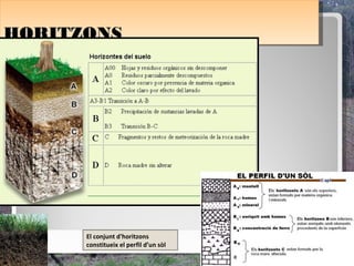 HORITZONS
HORITZONS




      El conjunt d'horitzons
      constitueix el perfil d’un sòl
 
