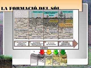 LA FORMACIÓ DEL SÒL
LA FORMACIÓ DEL SÒL
 