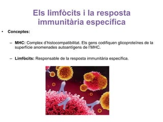 Els limfòcits i la resposta immunitària específica ,[object Object],[object Object],[object Object]