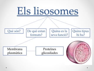 Els lisosomes
Què són?

Membrana
plasmàtica

De què estan
formats?

Quina es la
seva funció?

Proteïnes
glicosilades

Quins tipus
hi ha?

 