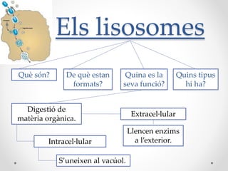 Els lisosomes
Què són?

De què estan
formats?

Quina es la
seva funció?

Digestió de
matèria orgànica.
Intracel·lular

S’uneixen al vacúol.

Quins tipus
hi ha?

Extracel·lular
Llencen enzims
a l’exterior.

 