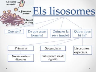 Els lisosomes
Què són?

De que estan
formats?

Quina es la
seva funció?

Primaris

Secundaris

Només enzims
digestius

Substrats en via de
digestió.

Quins tipus
hi ha?

Lisosomes
especials.

 