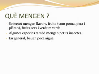 QUÈ MENGEN ?
- Sobretot mengen llavors, fruita (com poma, pera i
  plàtan), fruits secs i verdura verda.
- Algunes espècies també mengen petits insectes.
- En general, beuen poca aigua.
 