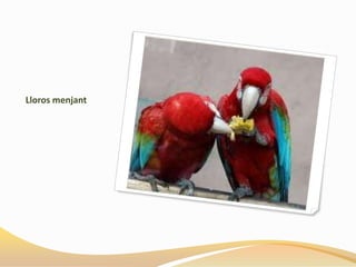 Lloros menjant
 