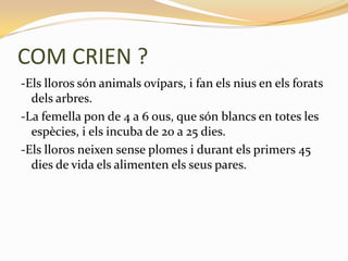 COM CRIEN ?
-Els lloros són animals ovípars, i fan els nius en els forats
  dels arbres.
-La femella pon de 4 a 6 ous, que són blancs en totes les
  espècies, i els incuba de 20 a 25 dies.
-Els lloros neixen sense plomes i durant els primers 45
  dies de vida els alimenten els seus pares.
 