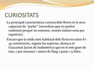 CURIOSITATS
-La principal característica curiosa dels lloros és la seva
  capacitat de “parlar” (recordem que no parlen
  realment perquè no entenen, només imiten sons per
  repetició).
-Encara que la mida més habitual dels lloros és entre 8 i
  45 centímetres, segons les espècies, destaca el
  Guacamai Jacint de Sudamèrica que és el més gran de
  tots, i pot mesurar 1 metre de llarg i pesar 1.5 kilos.
 