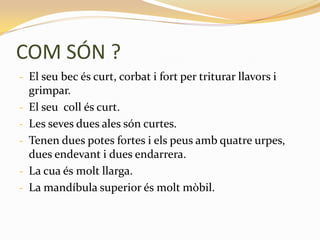 COM SÓN ?
- El seu bec és curt, corbat i fort per triturar llavors i
    grimpar.
-   El seu coll és curt.
-   Les seves dues ales són curtes.
-   Tenen dues potes fortes i els peus amb quatre urpes,
    dues endevant i dues endarrera.
-   La cua és molt llarga.
-   La mandíbula superior és molt mòbil.
 