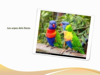 Les urpes dels lloros
 