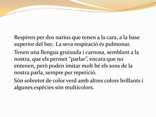 - Respiren per dos narius que tenen a la cara, a la base
  superior del bec. La seva respiració és pulmonar.
- Tenen una llengua gruixuda i carnosa, semblant a la
  nostra, que els permet “parlar”, encara que no
  entenen, però poden imitar molt bé els sons de la
  nostra parla, sempre per repetició.
- Són sobretot de color verd amb altres colors brillants i
  algunes espècies són multicolors.
 