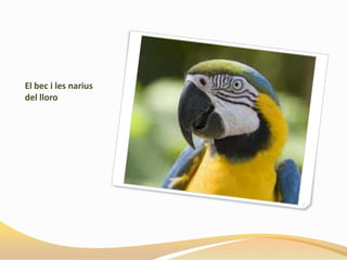 El bec i les narius
del lloro
 