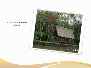 Hàbitat natural dels
       lloros
 