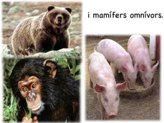 i mamífers omnívors.
 