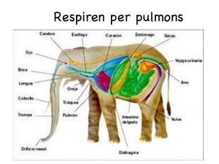 Respiren per pulmons
 