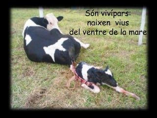 Són vivípars:
     naixen vius
del ventre de la mare
 