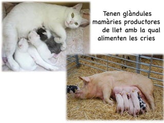 Tenen glàndules
mamàries productores
   de llet amb la qual
 alimenten les cries
 