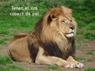 Tenen el cos
cobert de pel
 