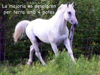 La majoria es desplacen
 per terra amb 4 potes
 